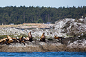Sea lions, Puget Sound, Washington.
