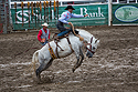 Saddle bronc at Home of Champions Rodeo, Red Lodge, MT.
