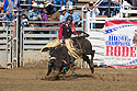 Bull riding at Home of Champions Rodeo, Red Lodge, MT.