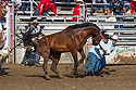Wild horse racing at Home of Champions Rodeo, Red Lodge, MT.