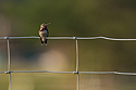 Hummingbird, Red Lodge, MT.