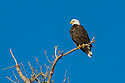 Bald eagle, Loess Bluffs NWR, Missouri.