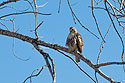 Hawk, Loess Bluffs NWR, Missouri.