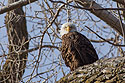 Bald eagle, Loess Bluffs NWR, Missouri.