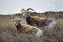 Bighorn ewe and lamb, Badlands National Park, South Dakota.