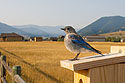 Mountain Bluebird, Red Lodge, MT.