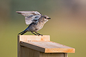 Mountain Bluebird fledgling, Red Lodge, MT.