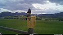 Magpie checking out bluebird box, Red Lodge, Montana.  Trailcam.