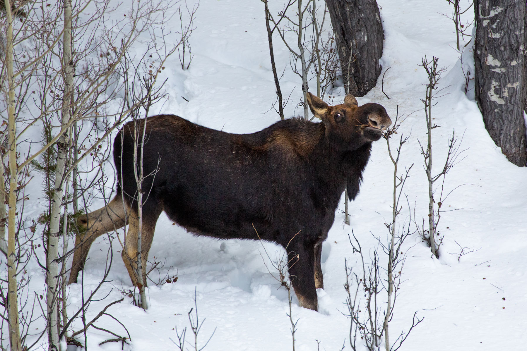 Moose, Yellowstone.  Click for next photo.