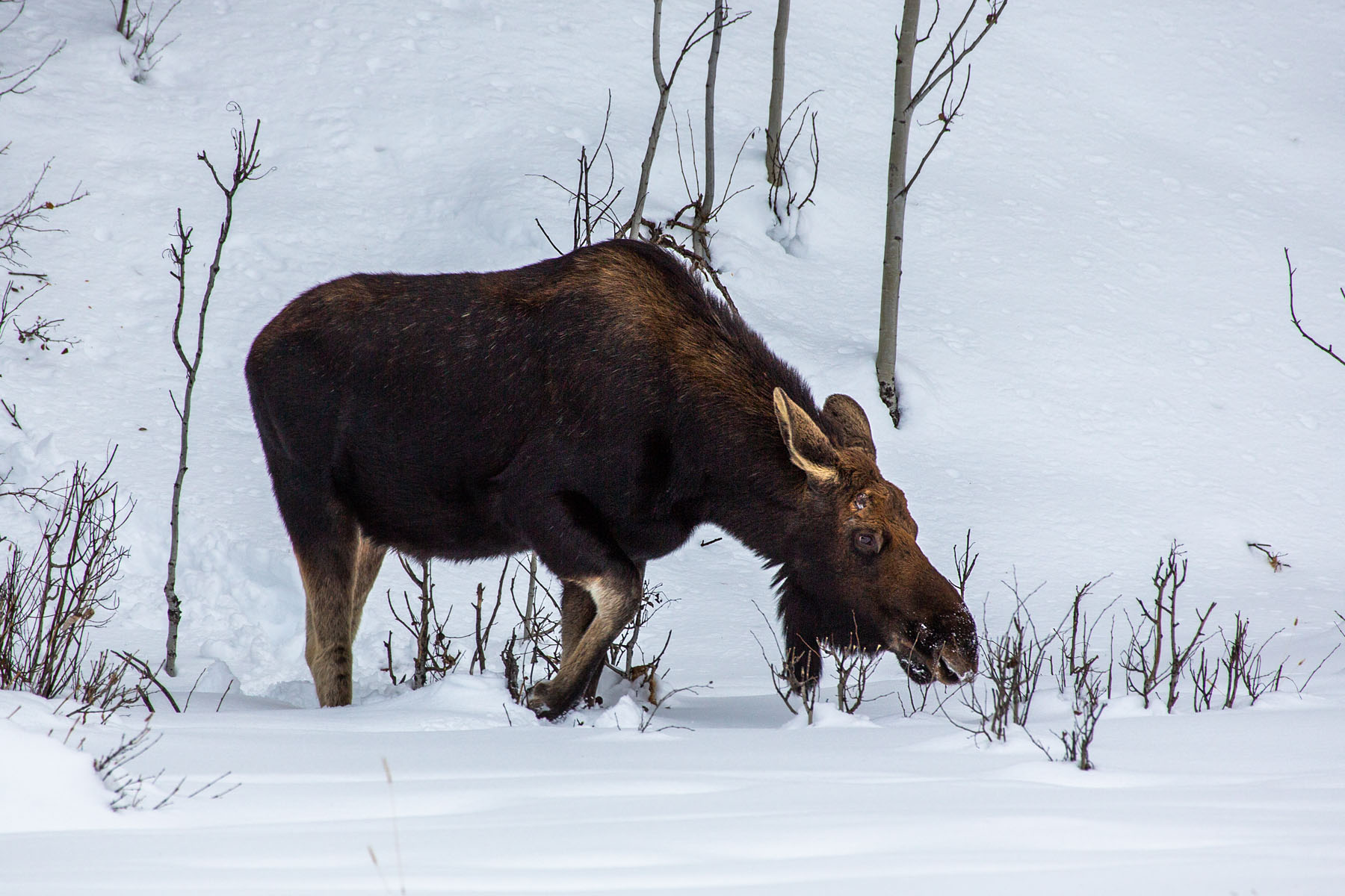 Moose, Yellowstone.  Click for next photo.