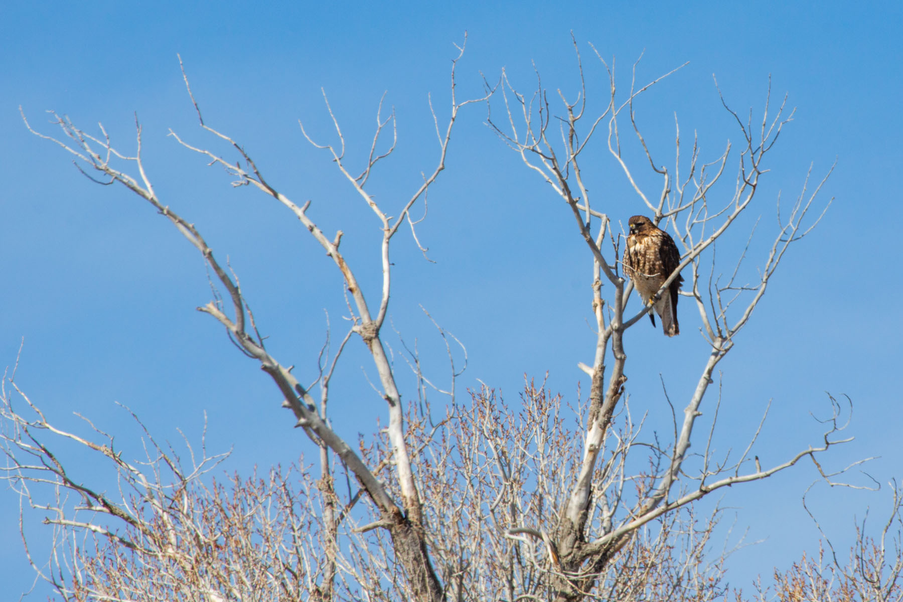 Red-tailed hawk, maybe, near Belfy, MT.  Click for next photo.