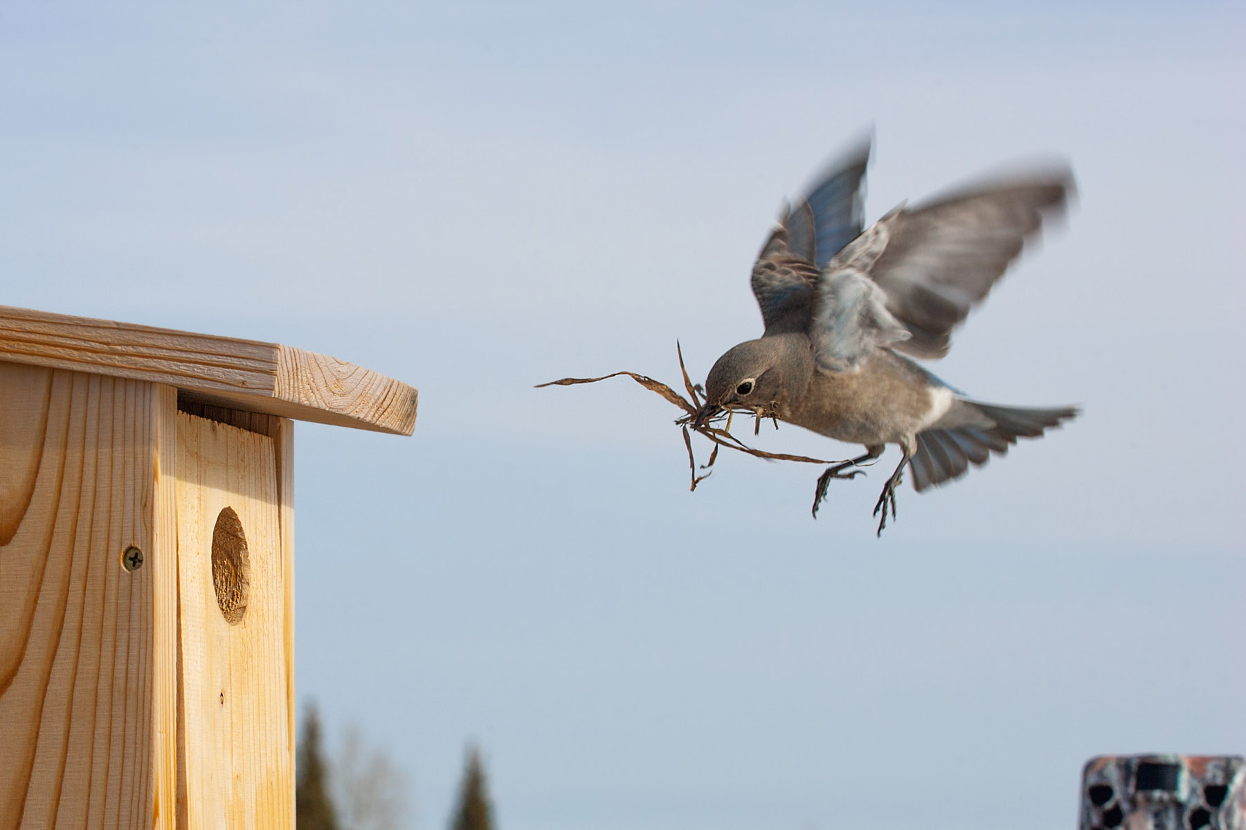 Female bluebird building the nest.  Click for next photo.
