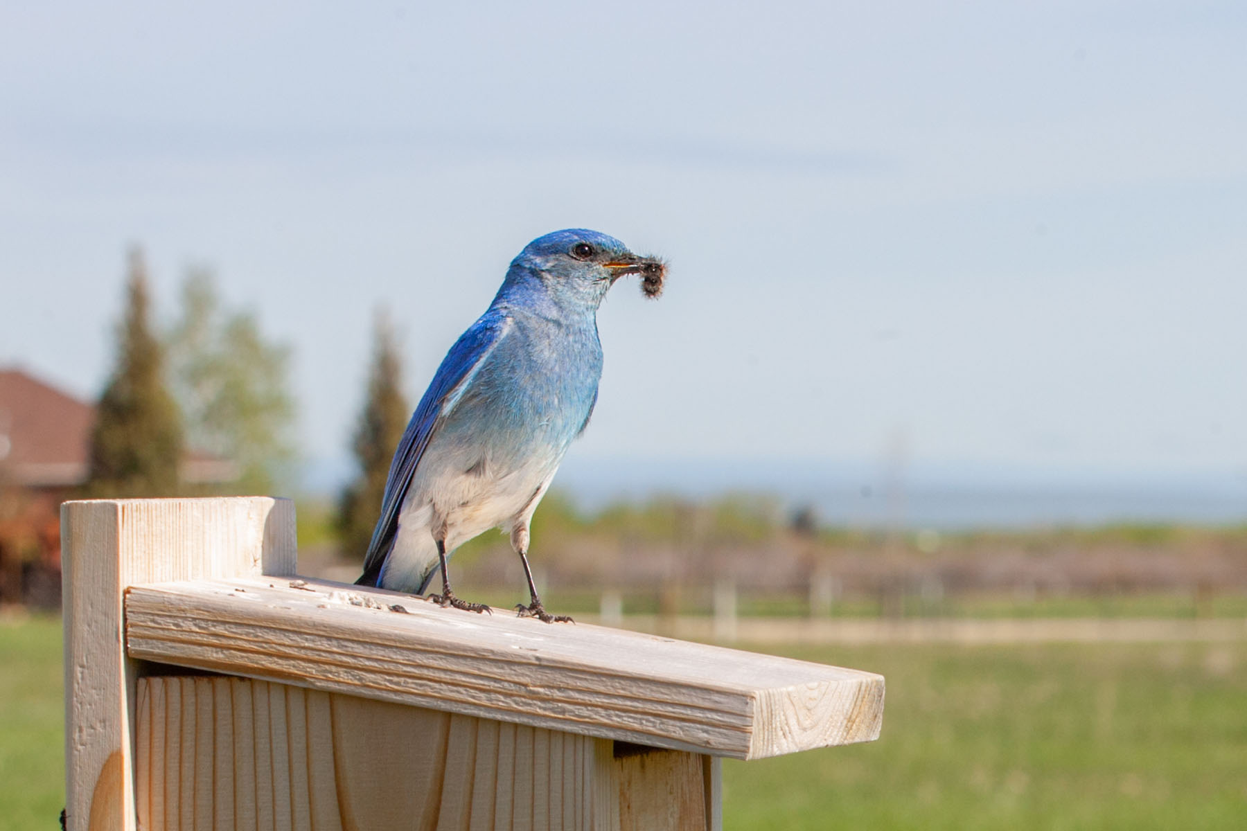 Bluebird with food for the kids, motion trigger.  Click for next photo.