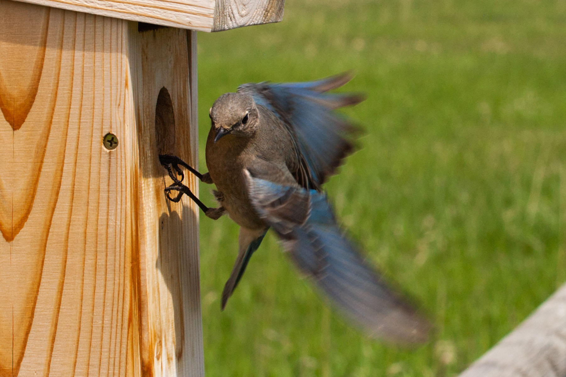Bluebird, motion trigger.  Click for next photo.