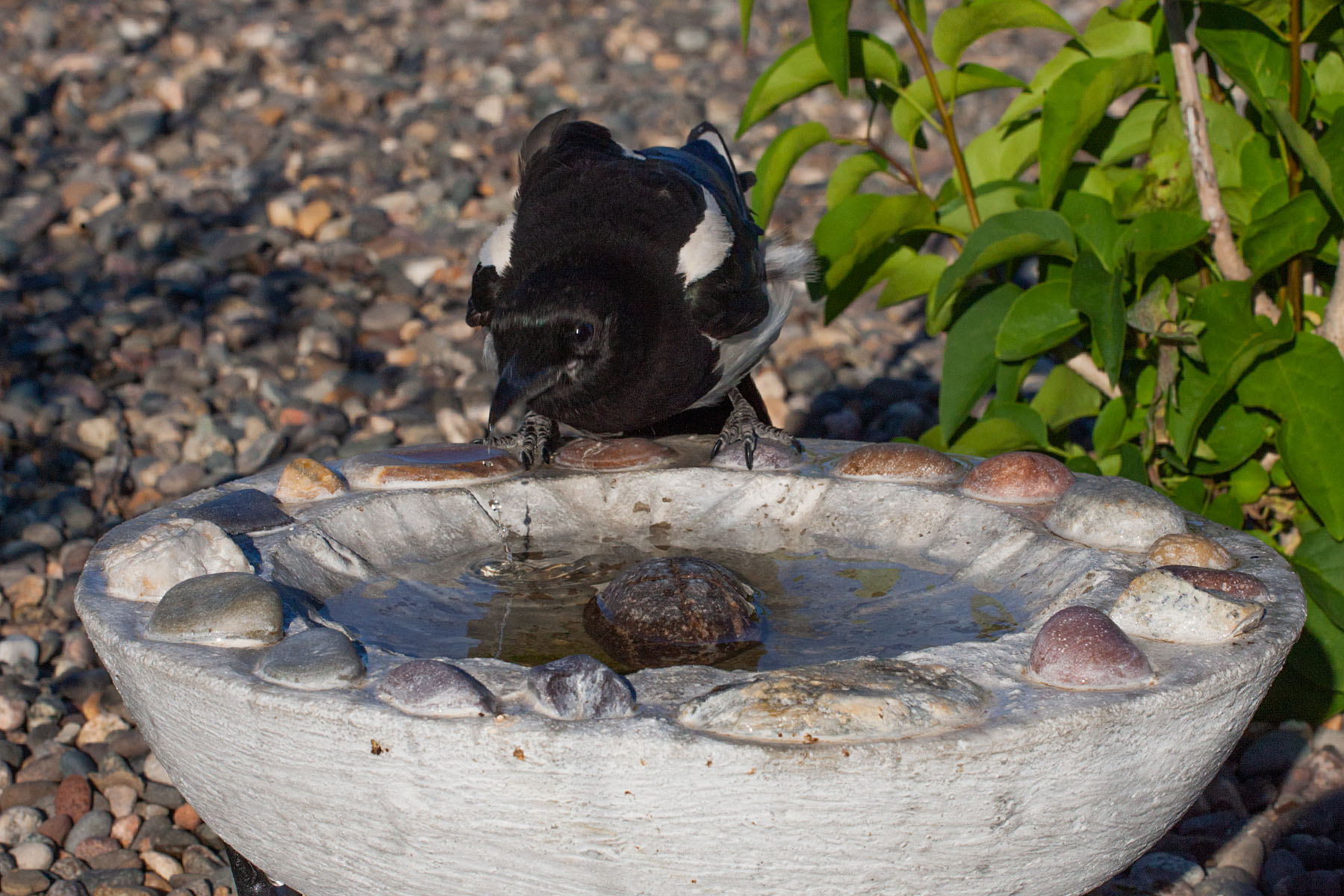 Magpie, remote trigger.  Click for next photo.