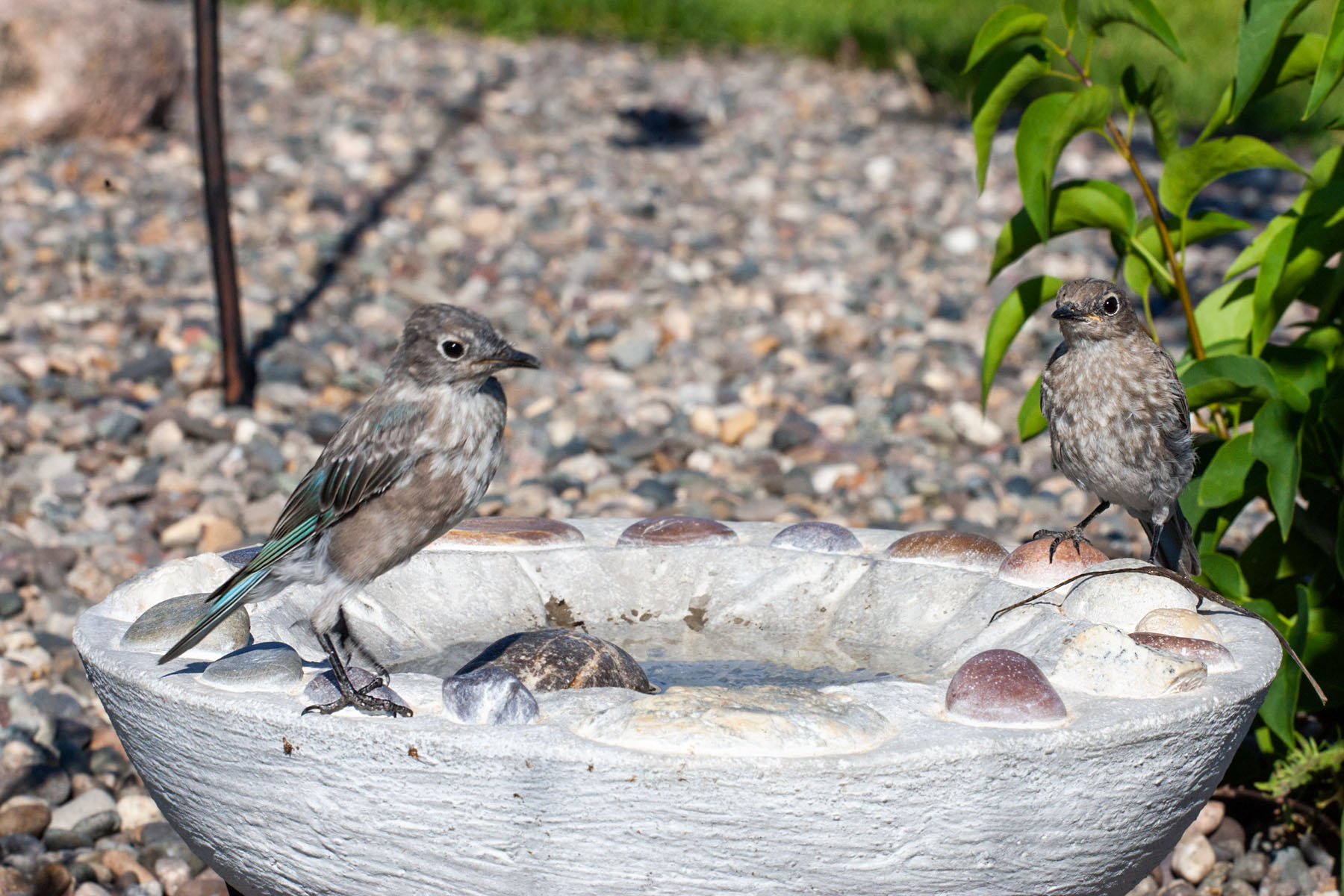 Bluebirds at the bird bath, remote trigger.  Click for next photo.