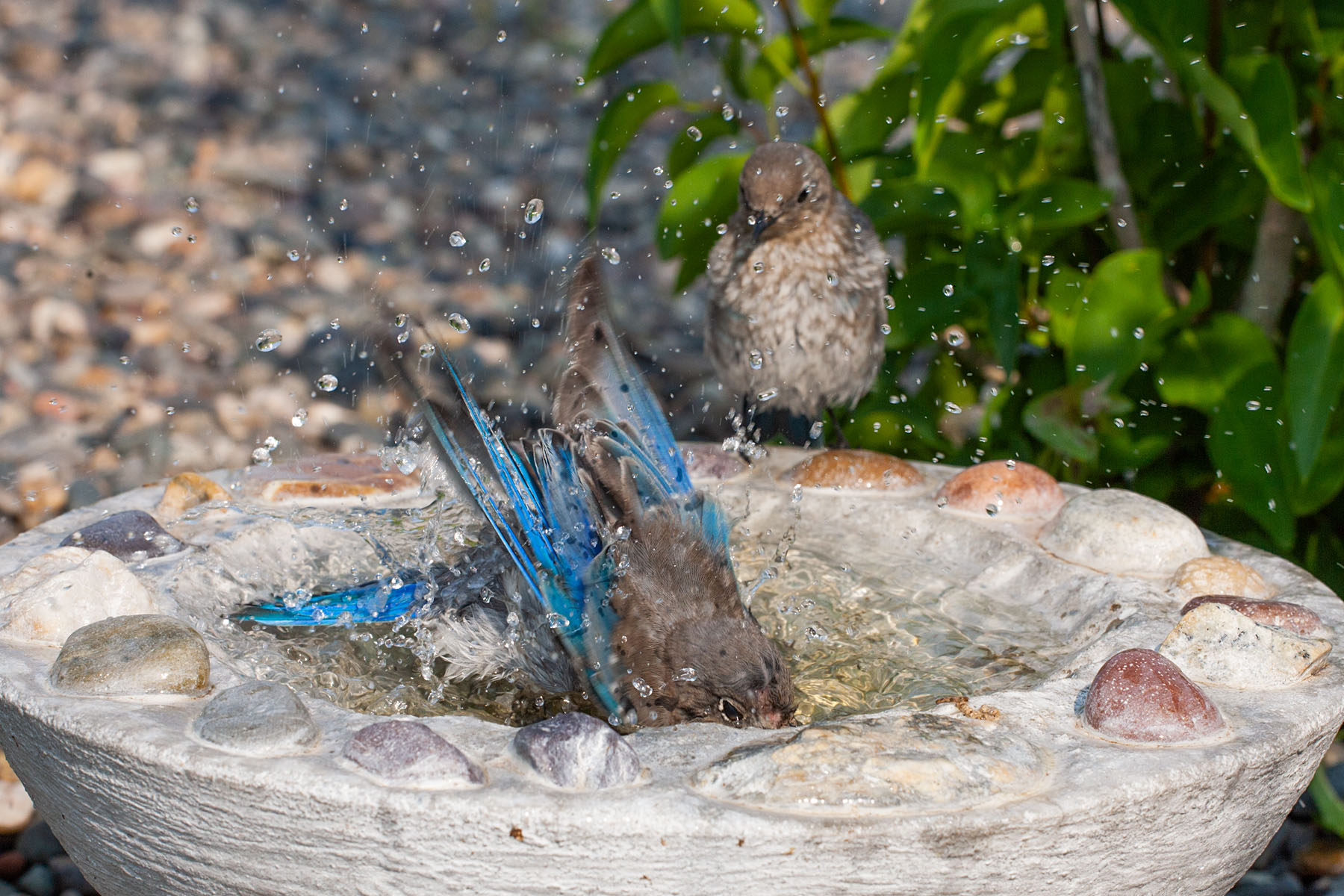 Bluebird at the bird bath, remote trigger.  Click for next photo.