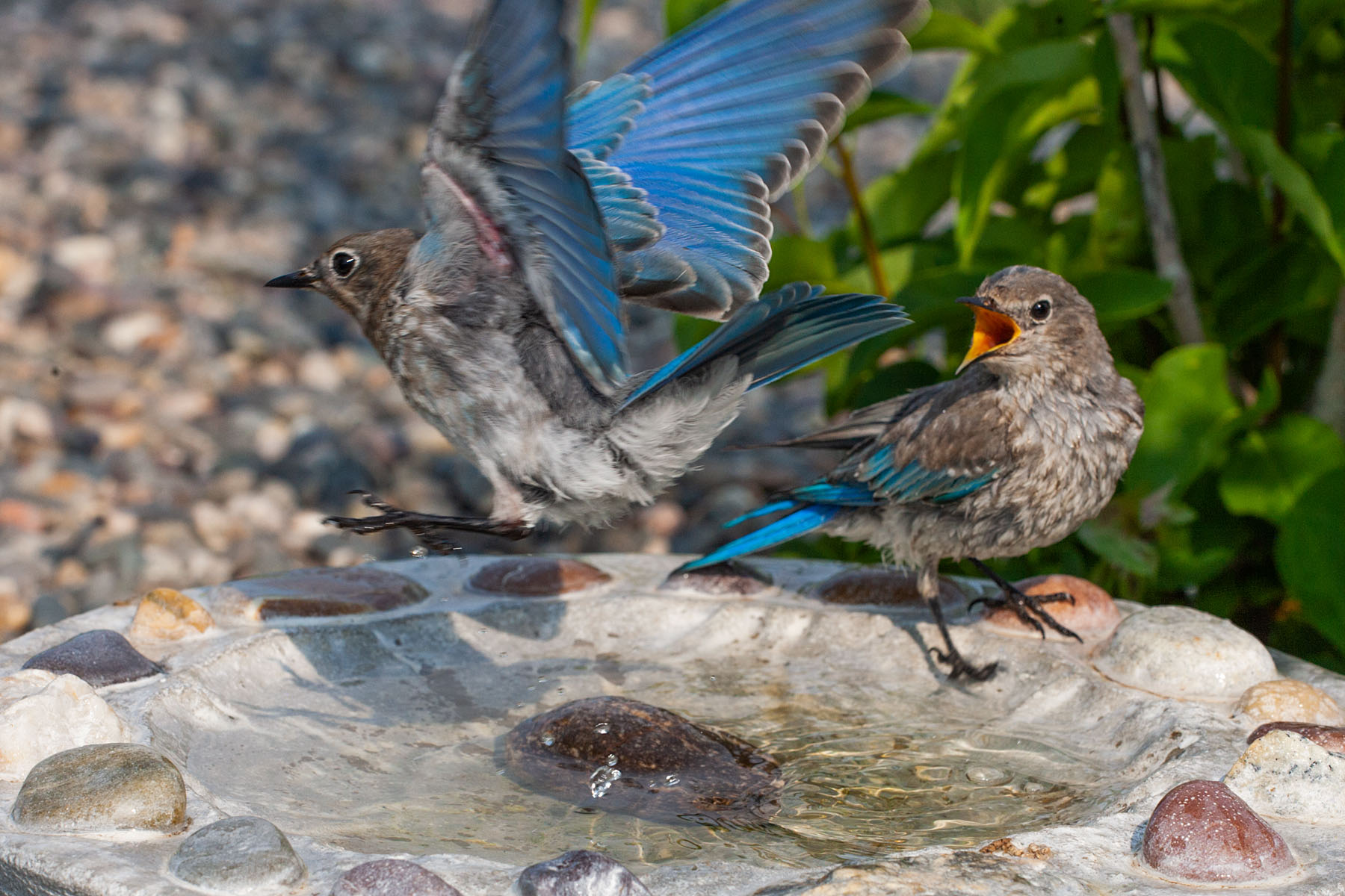Bluebirds at the bird bath, remote trigger.  Click for next photo.