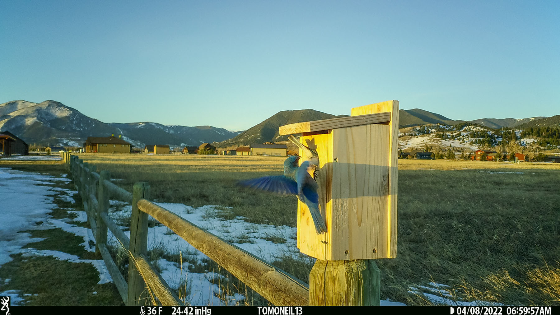 Bluebirds checking out new house.  Click for next photo.