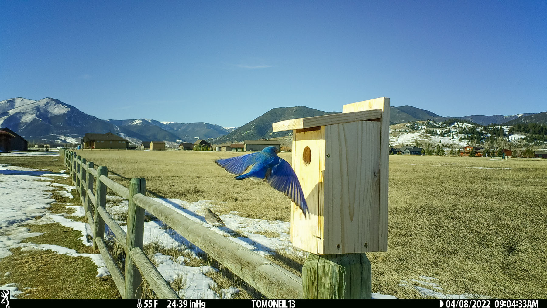 Bluebird on trailcam.  Click for next photo.