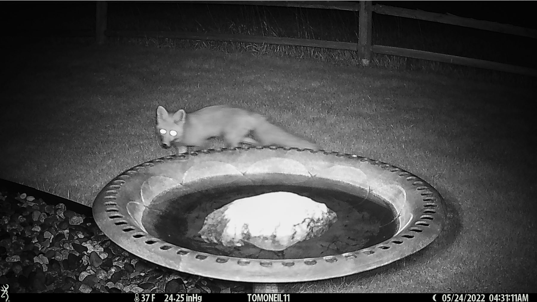 Fox checking out the bird bath.  Click for next photo.