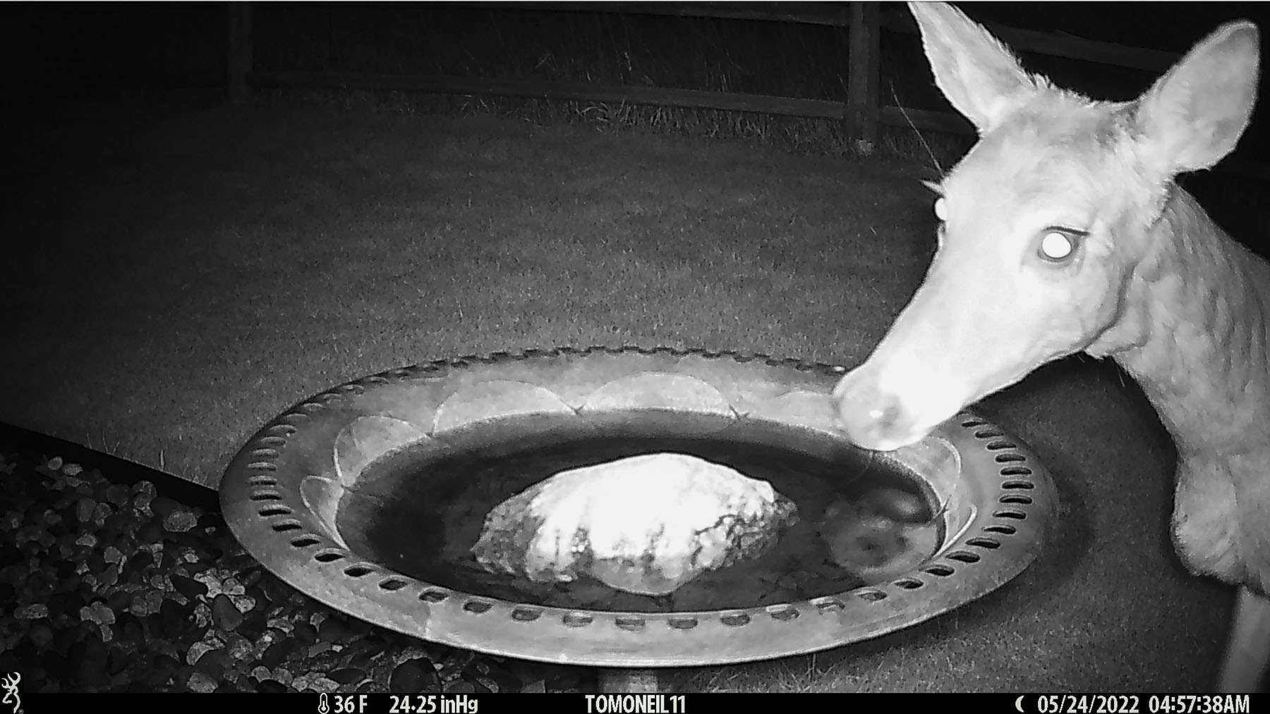 Deer at the bird bath.  Click for next photo.