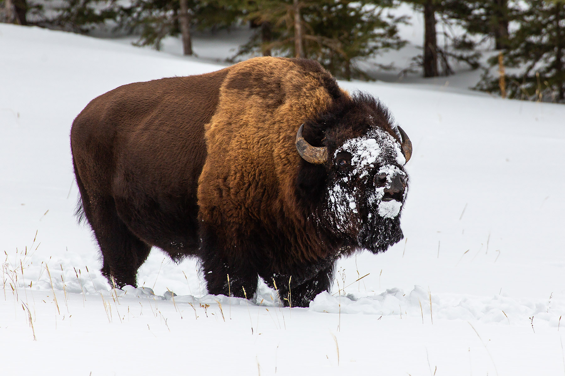 Bison, Yellowstone.  Click for next photo.