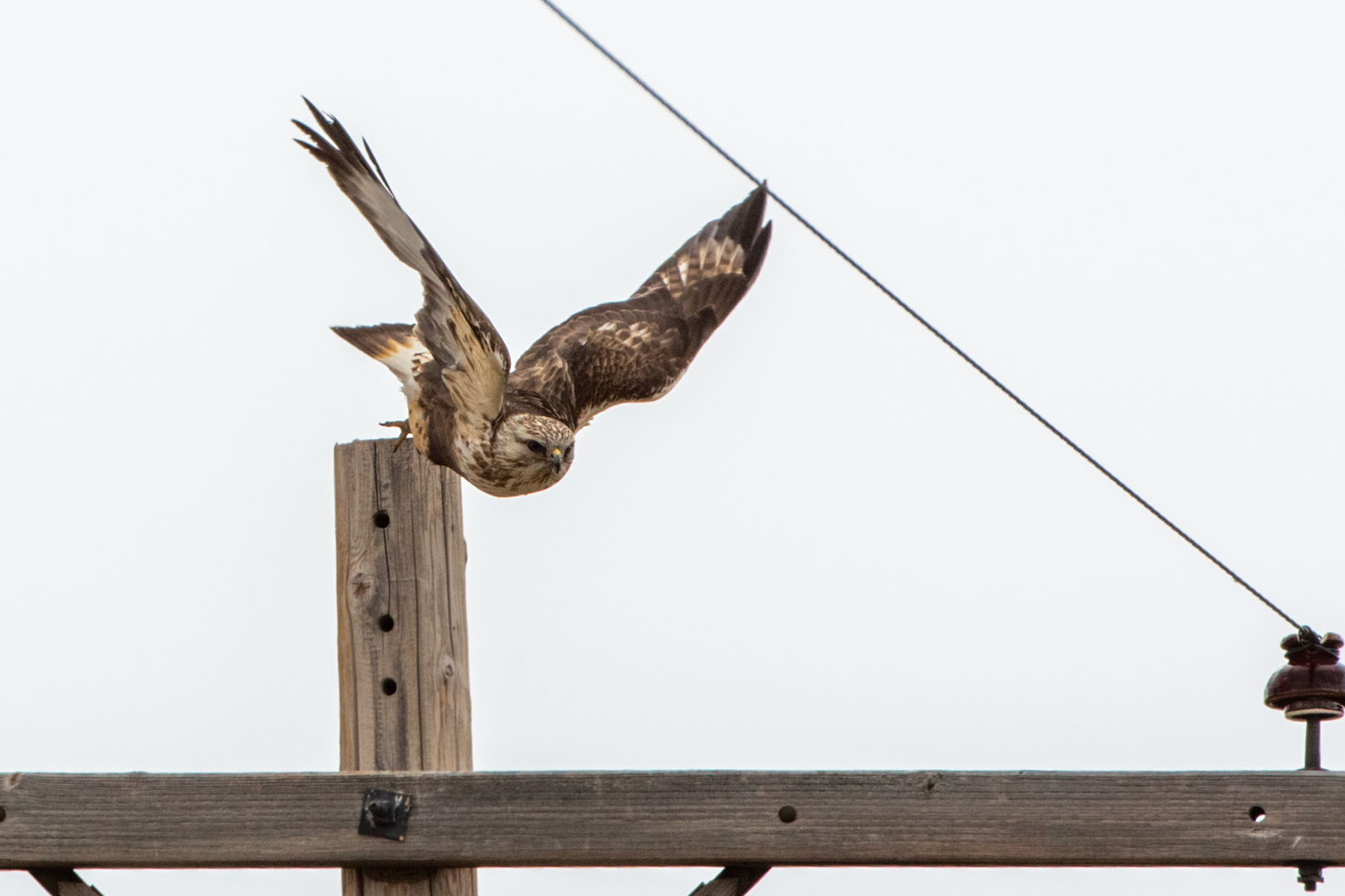 Rough-legged hawk.  Click for next photo.