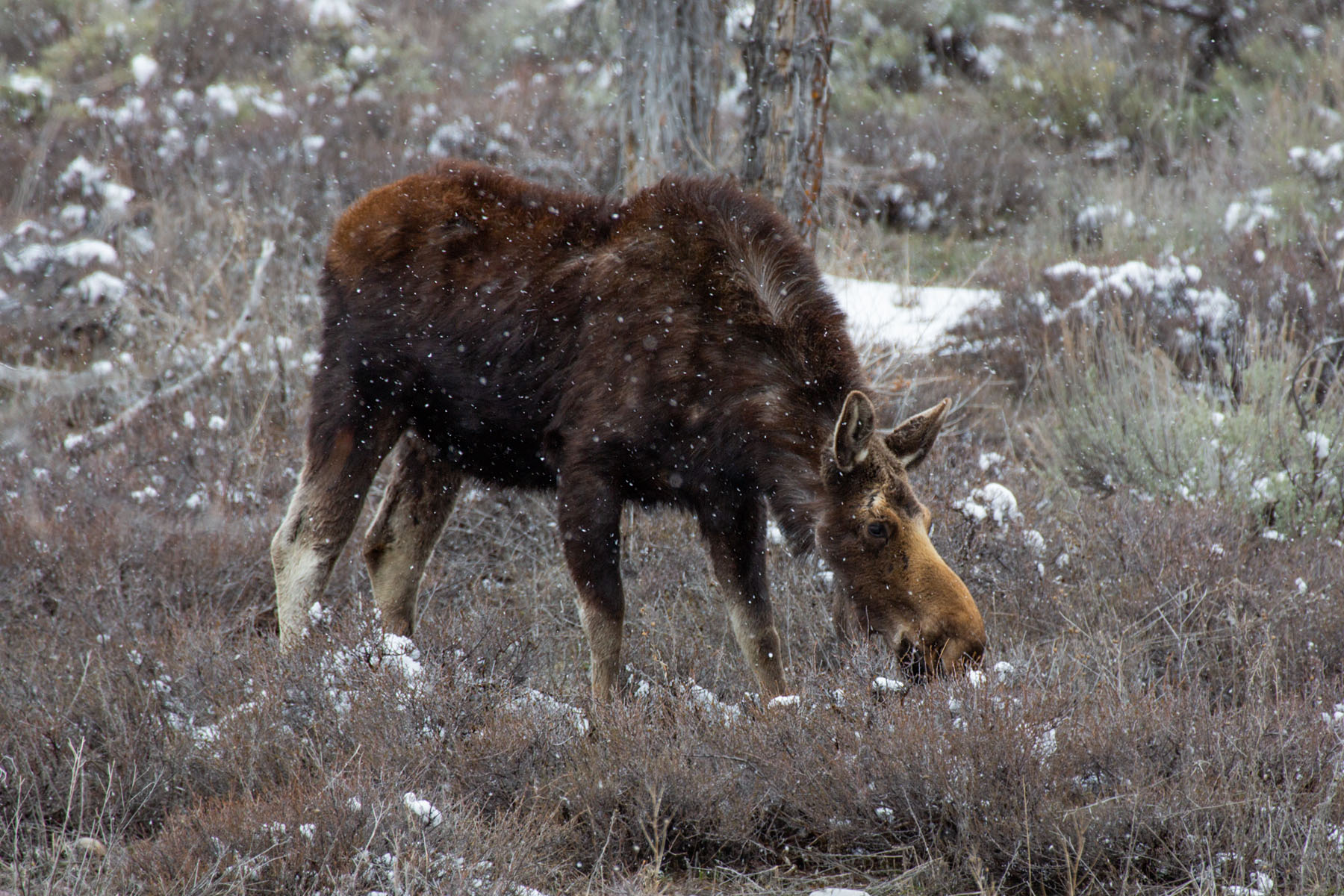 Moose near Grand Teton NP.  Click for next photo.