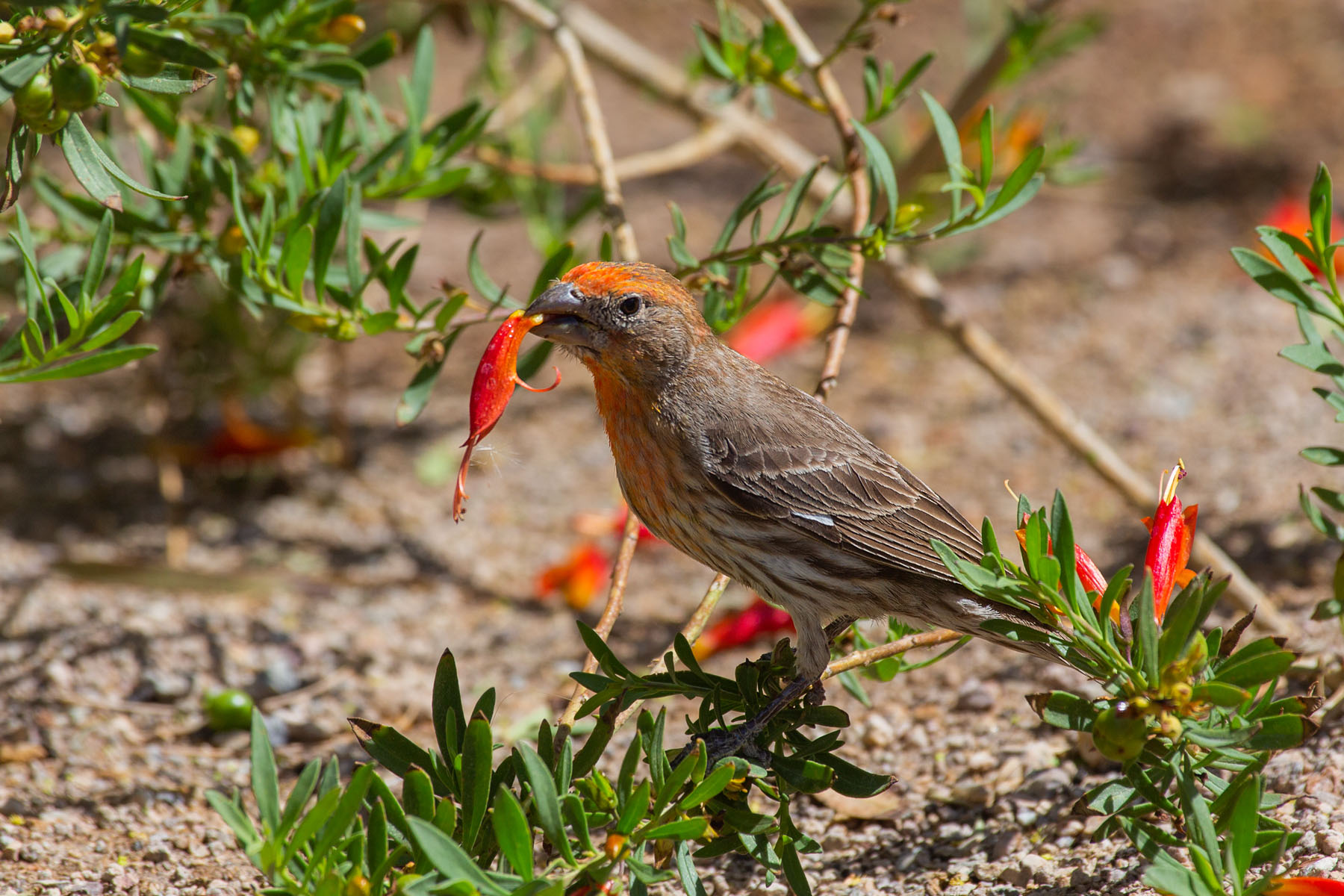 Finch eating the flowers, Ethel M Cactus Garden, Las Vegas.  Click for next photo.