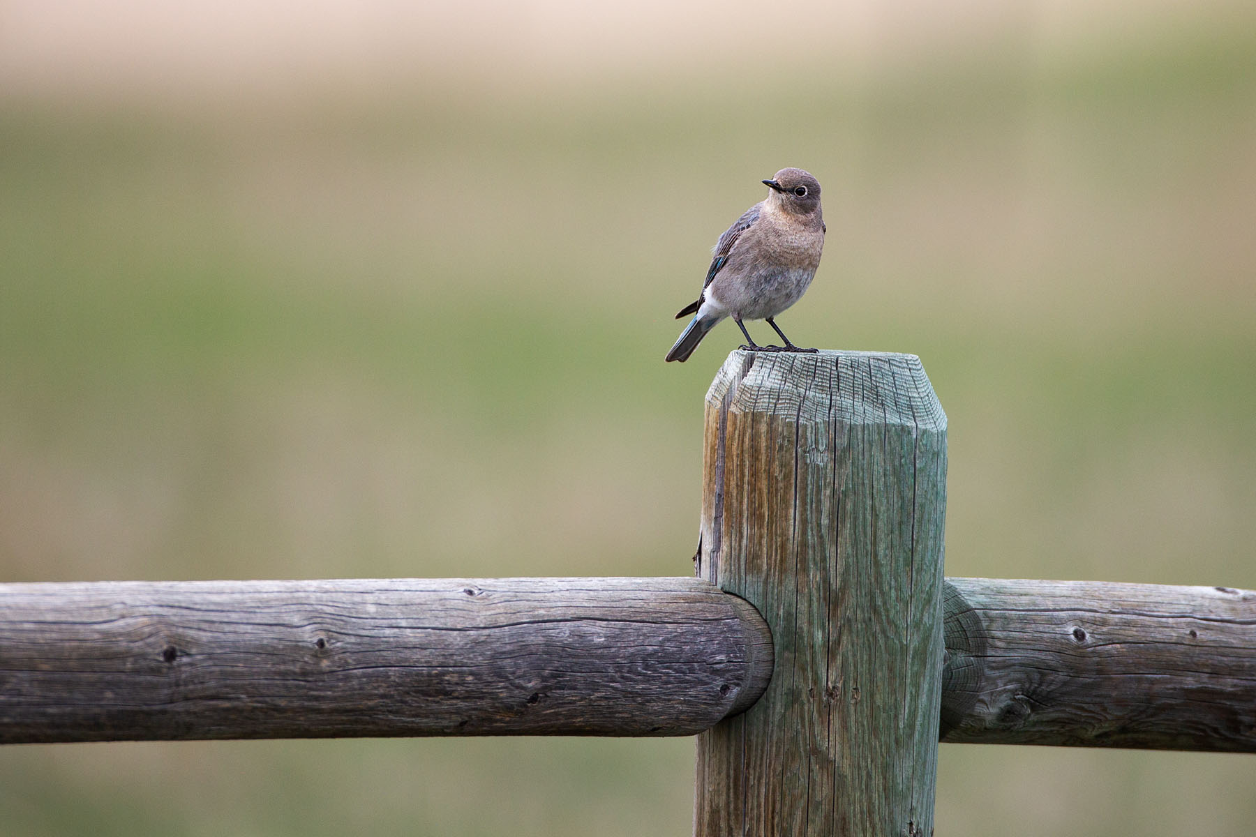 Female bluebird.  Click for next photo.