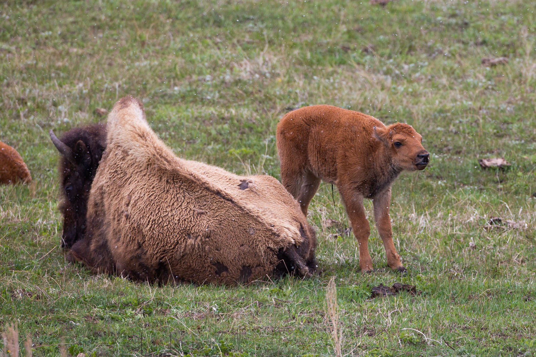 Bison calf, Yellowstone.  Click for next photo.