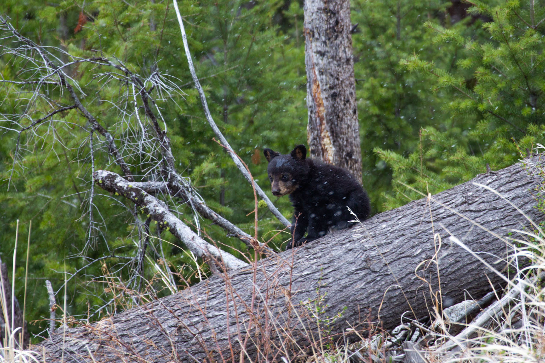 Black bear cub near Tower Falls, Yellowstone.  Click for next photo.
