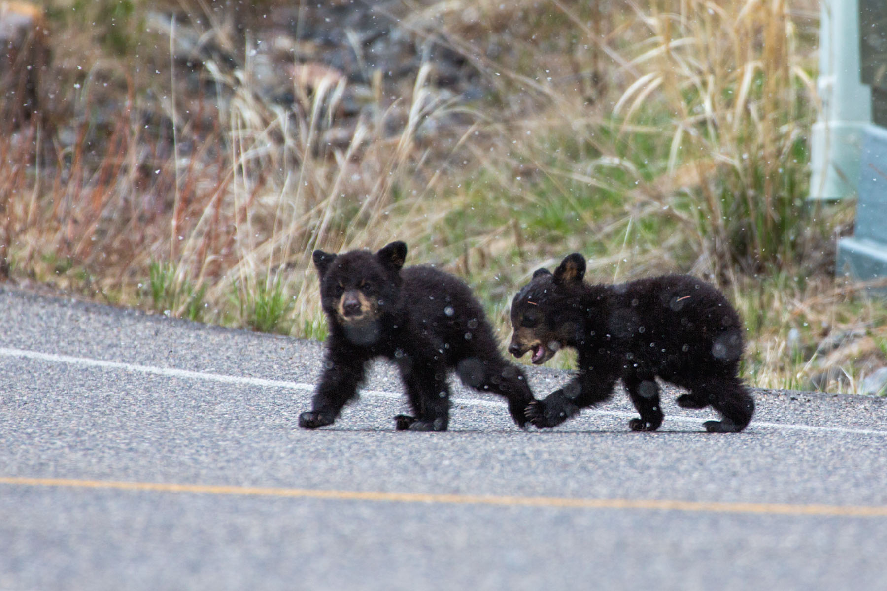 Black bear cubs cross the road near Tower Falls, Yellowstone.  White spots are falling snow.  Click for next photo.