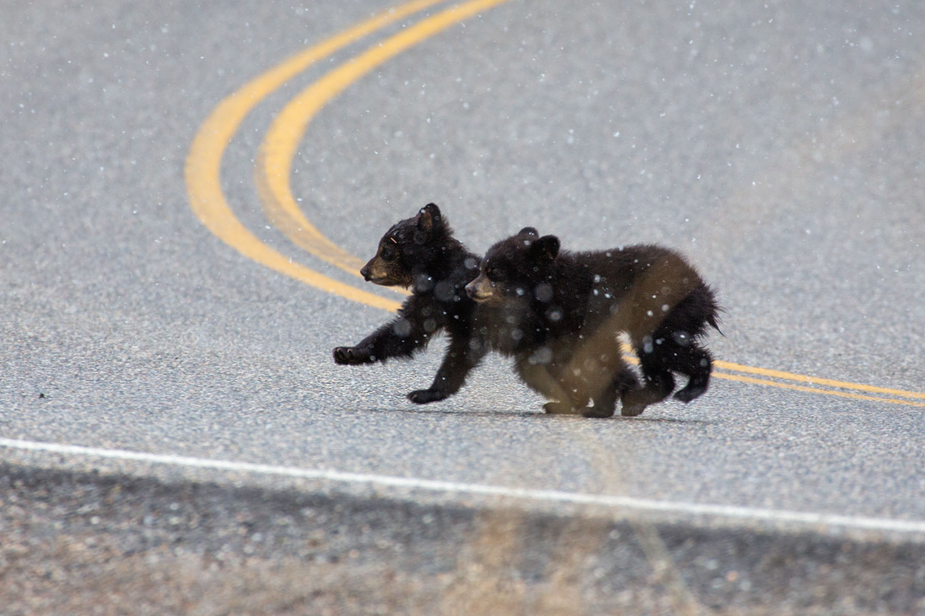 Black bear cubs cross the road near Tower Falls, Yellowstone.  Click for next photo.