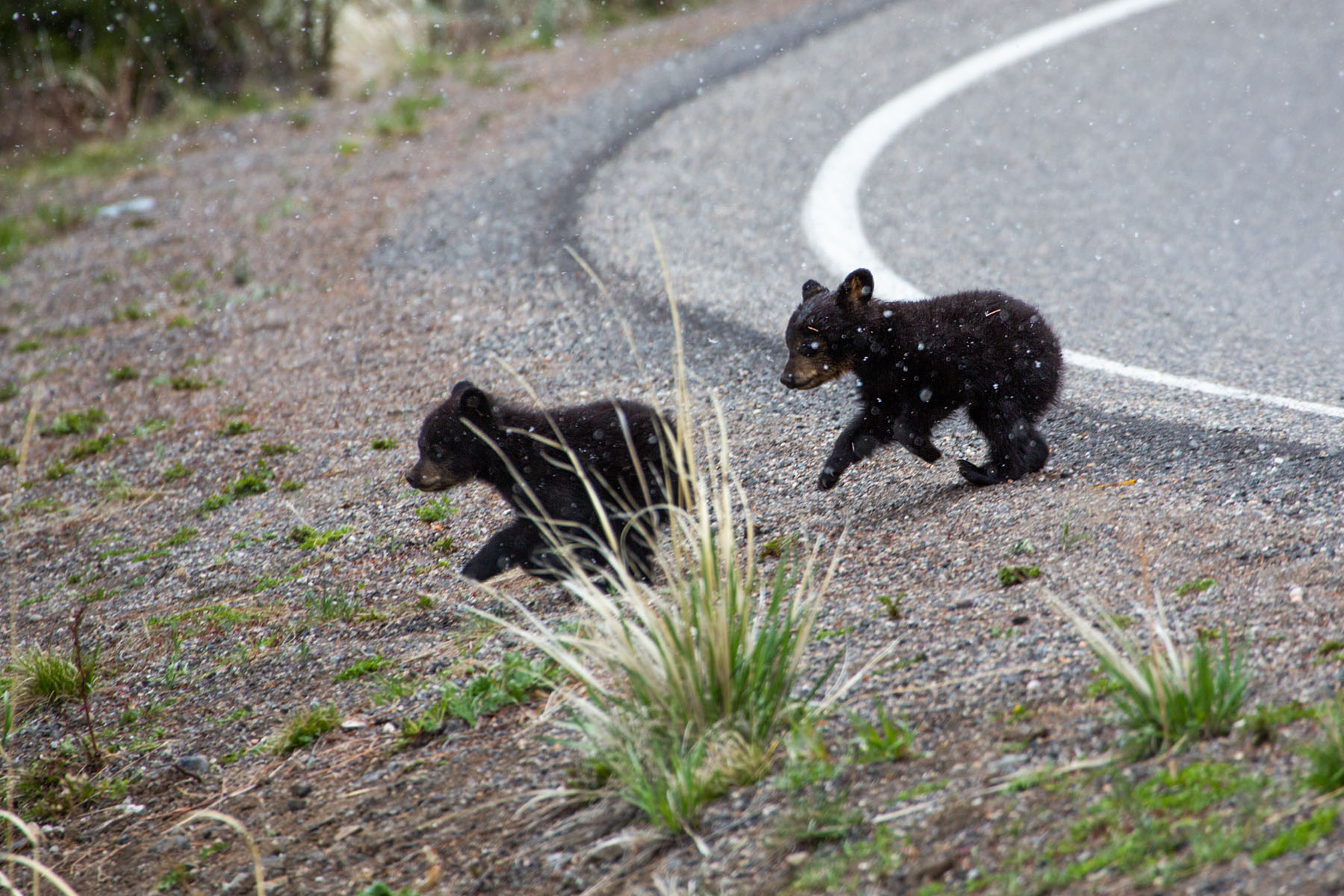 Black bear cubs cross the road near Tower Falls, Yellowstone.  Click for next photo.