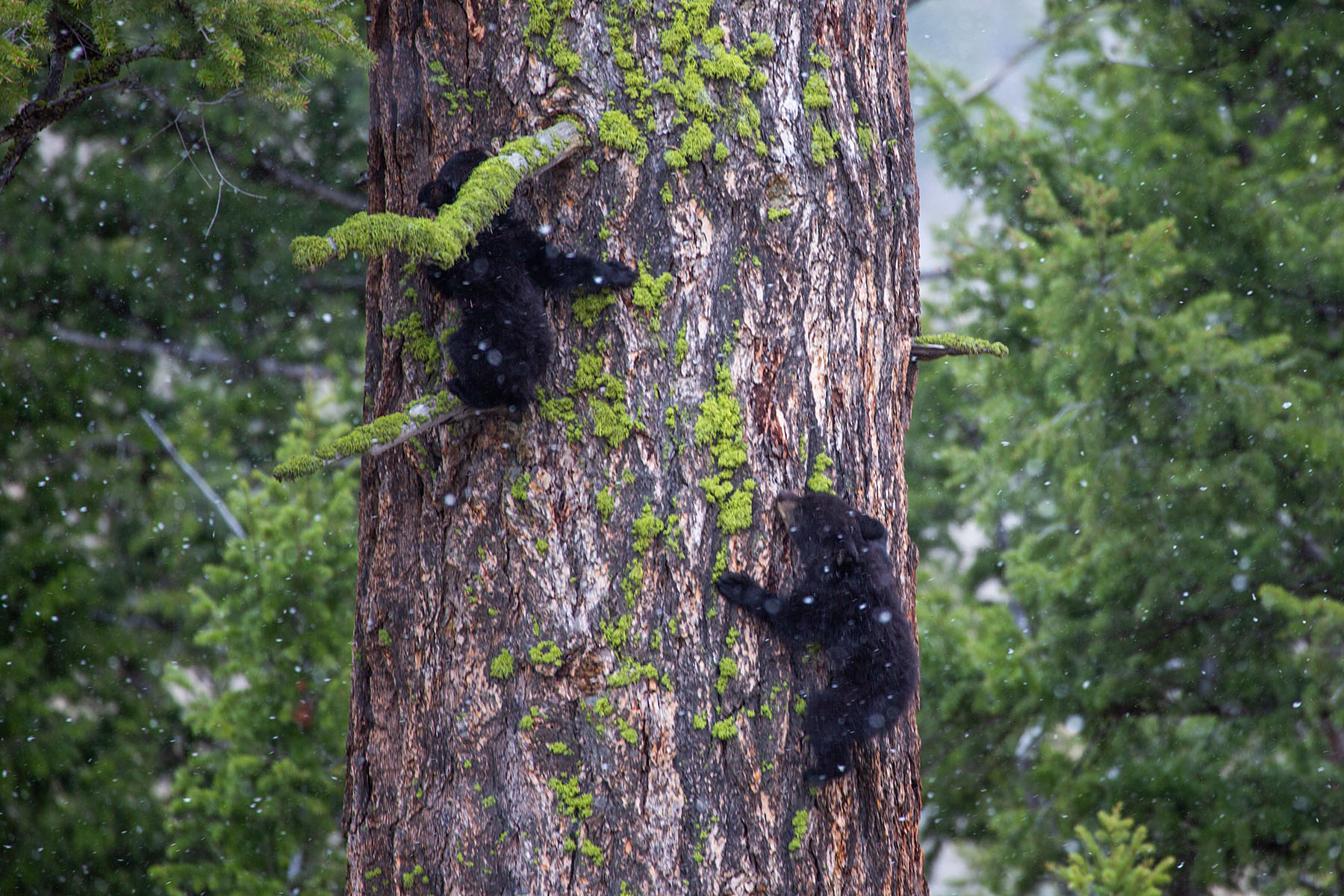 Black bear cubs climb a tree near Tower Falls, Yellowstone.  Click for next photo.