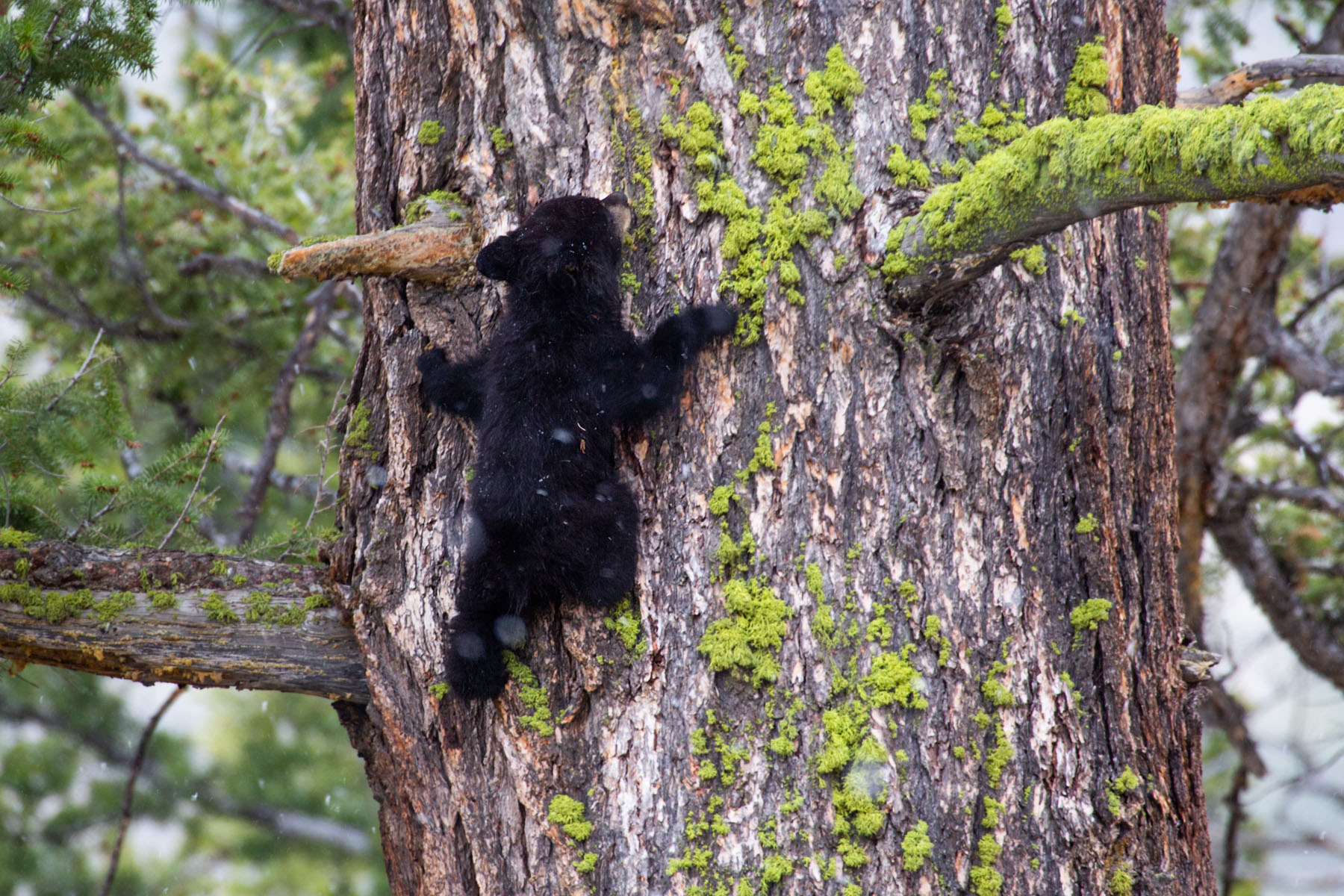 Black bear cub climbs a tree near Tower Falls, Yellowstone.  Click for next photo.