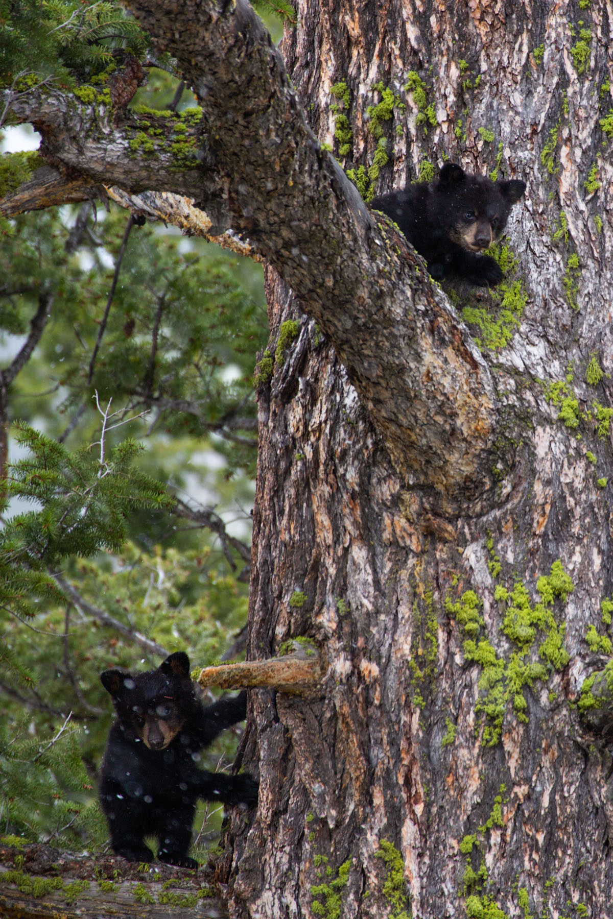 Black bear cubs climb a tree near Tower Falls, Yellowstone.  Click for next photo.