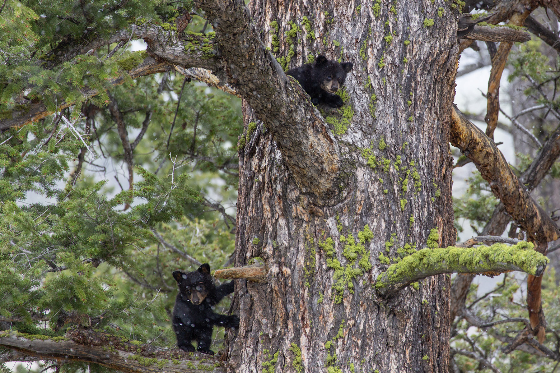 Black bear cubs climb a tree near Tower Falls, Yellowstone.  Click for next photo.