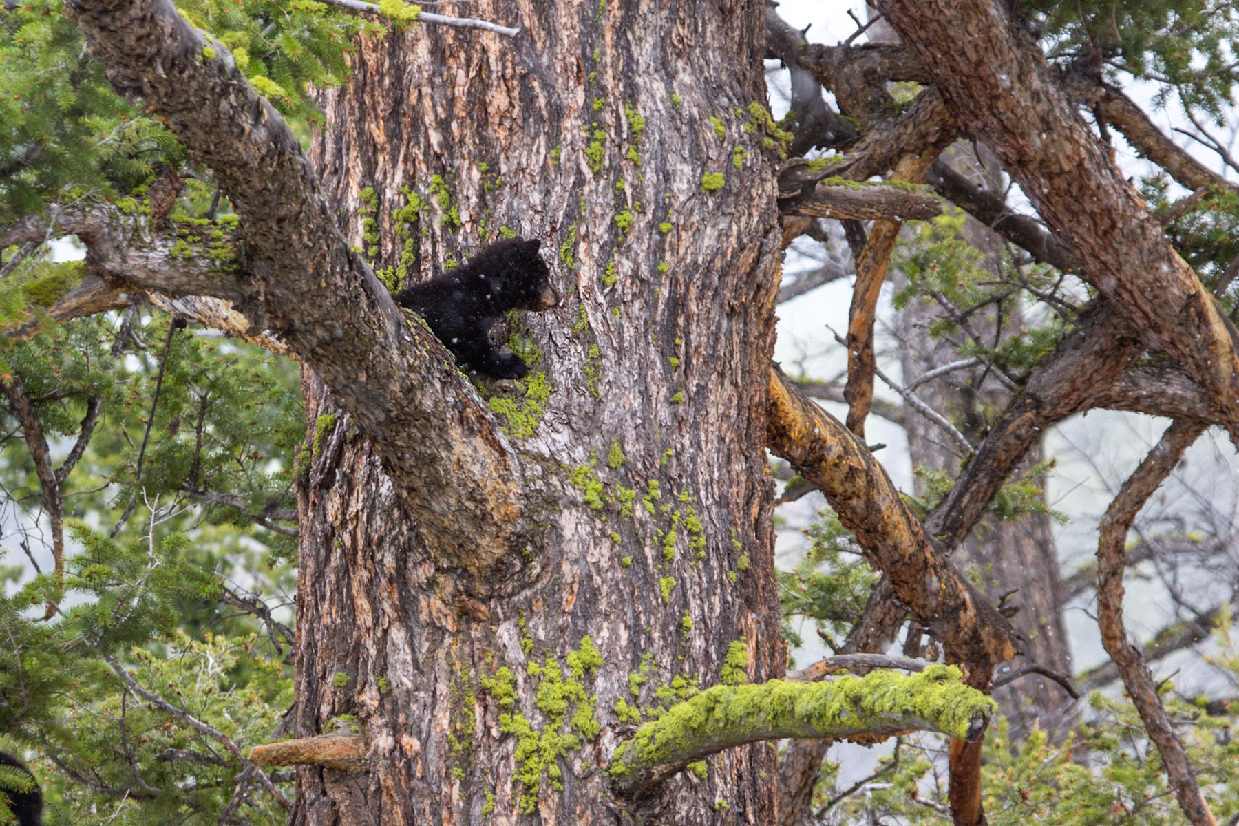 Black bear cub in a tree near Tower Falls, Yellowstone.  Click for next photo.