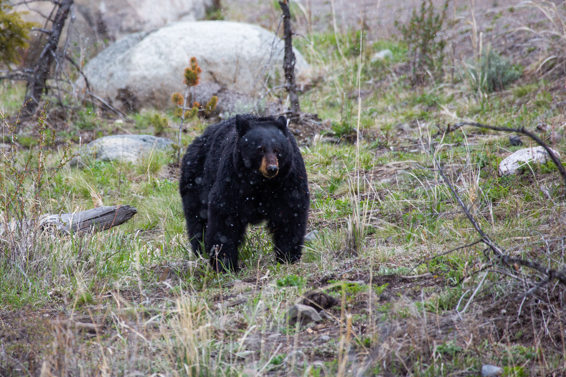 Black bear, mama of the cubs seen in previous images, near Tower Falls, Yellowstone.  Click for next photo.