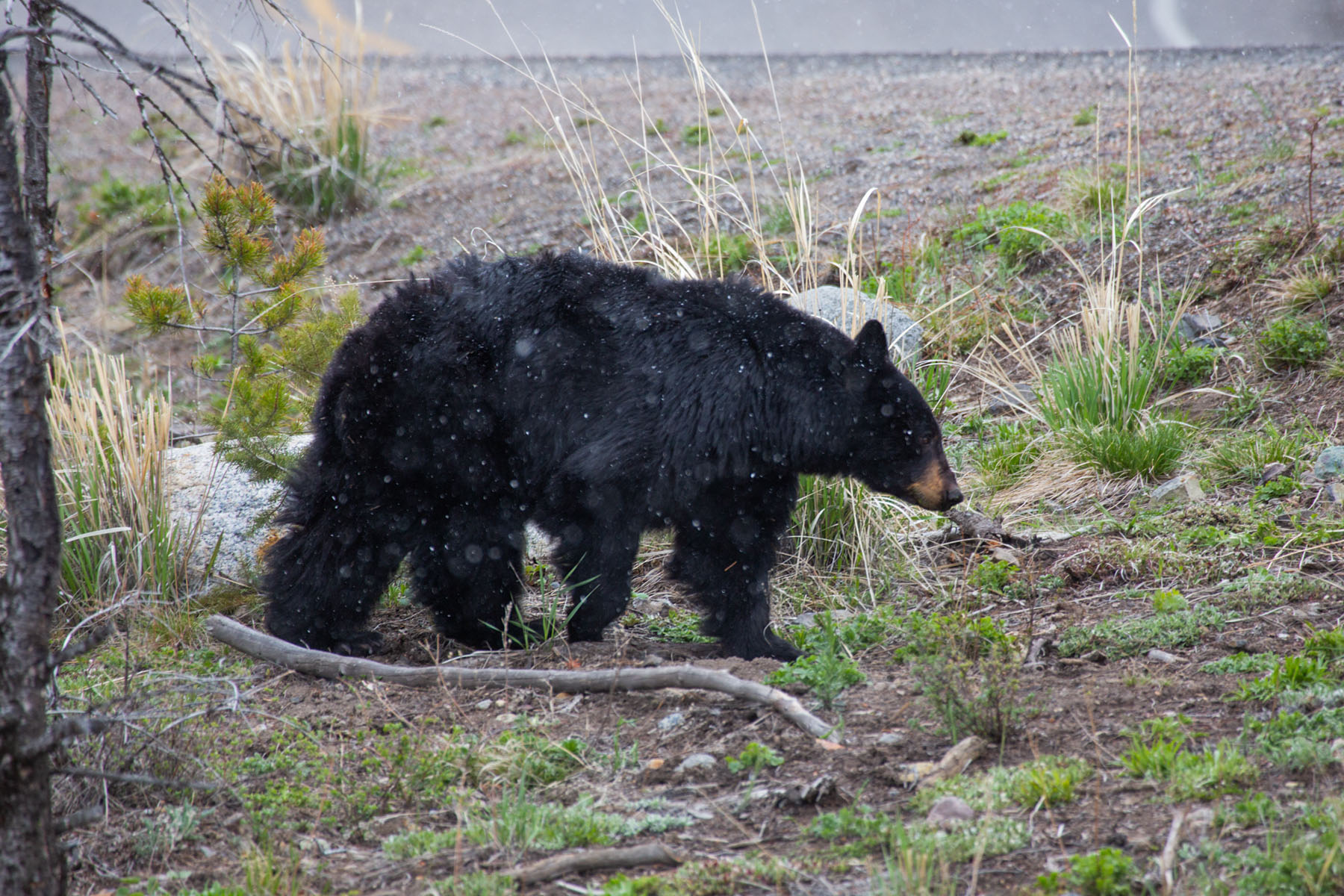 Black bear, mama of the cubs seen in previous images, near Tower Falls, Yellowstone.  Click for next photo.