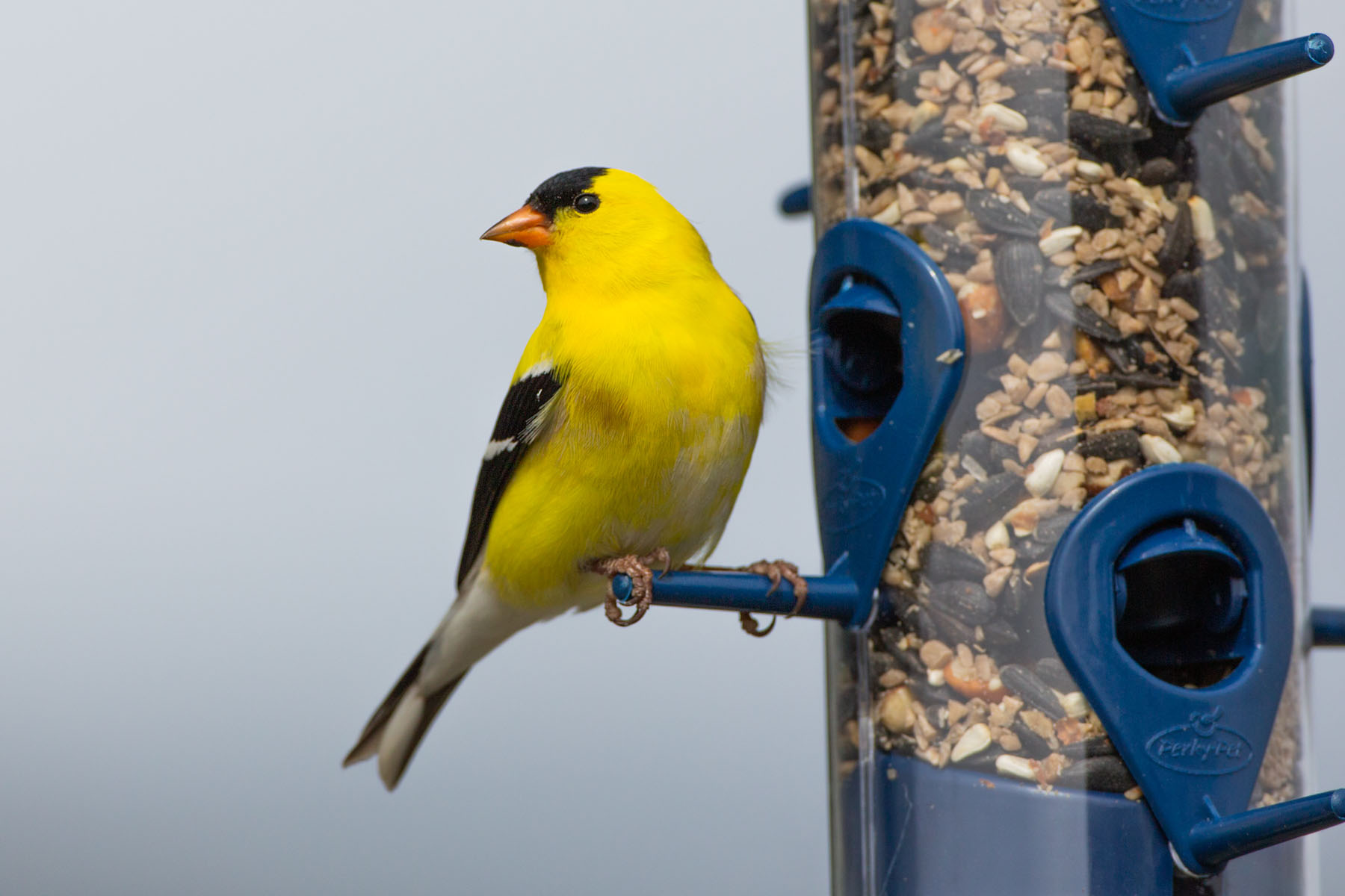 Goldfinch.  Click for next photo.