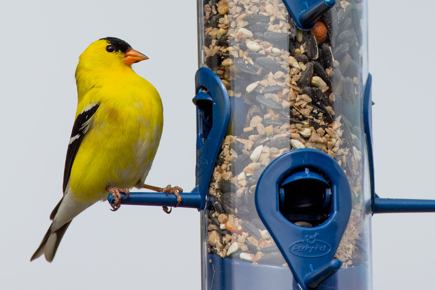 Goldfinch.  Click for next photo.