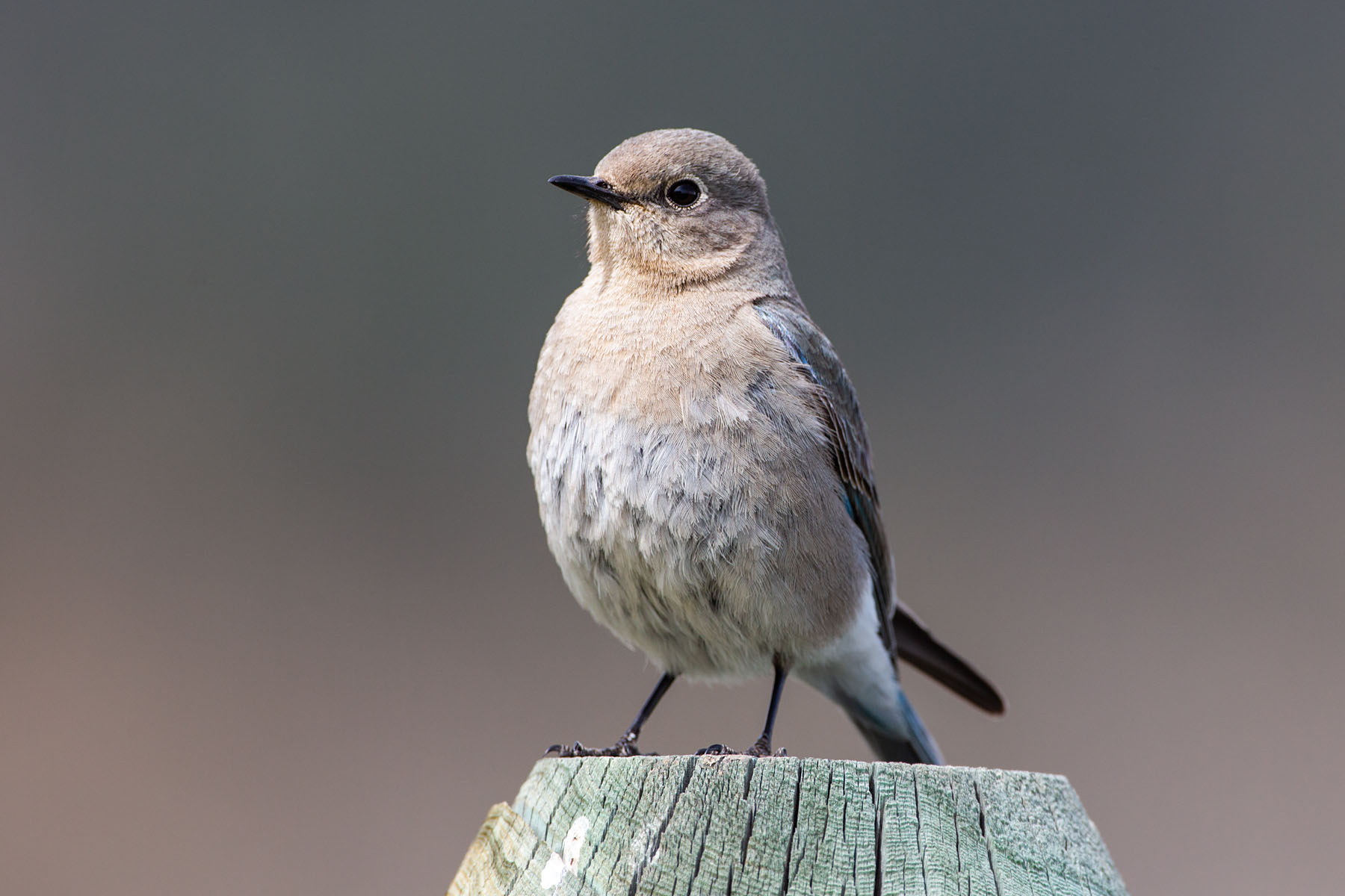 Bluebird on a post.  Click for next photo.