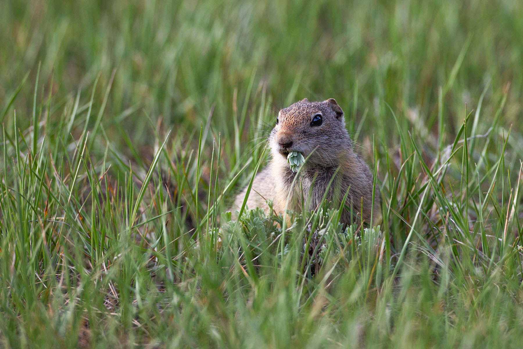Prairie dog, Sunlight Ranger Cabin, Shoshone National Forest, Wyoming.  Click for next photo.