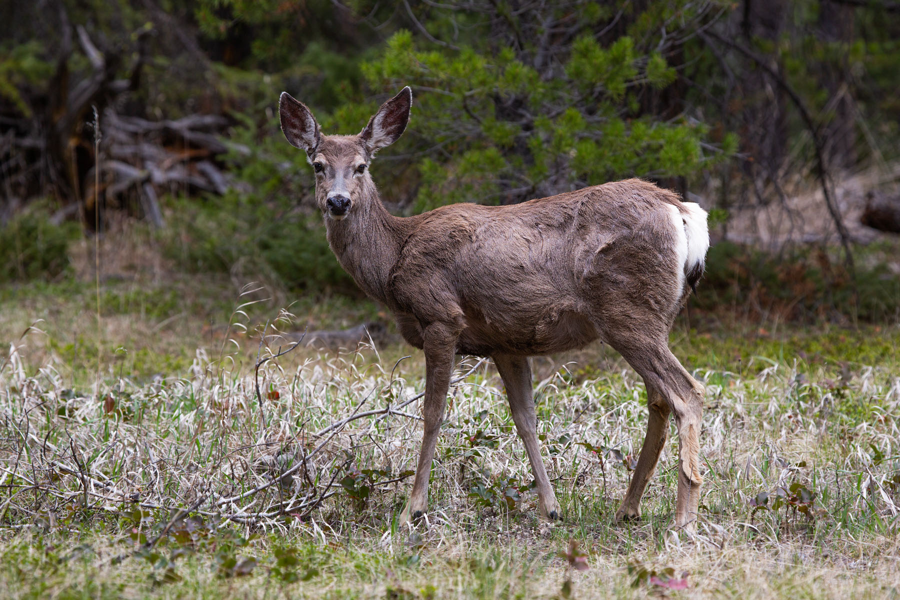 Deer, Shoshone National Forest, Wyoming.  Click for next photo.