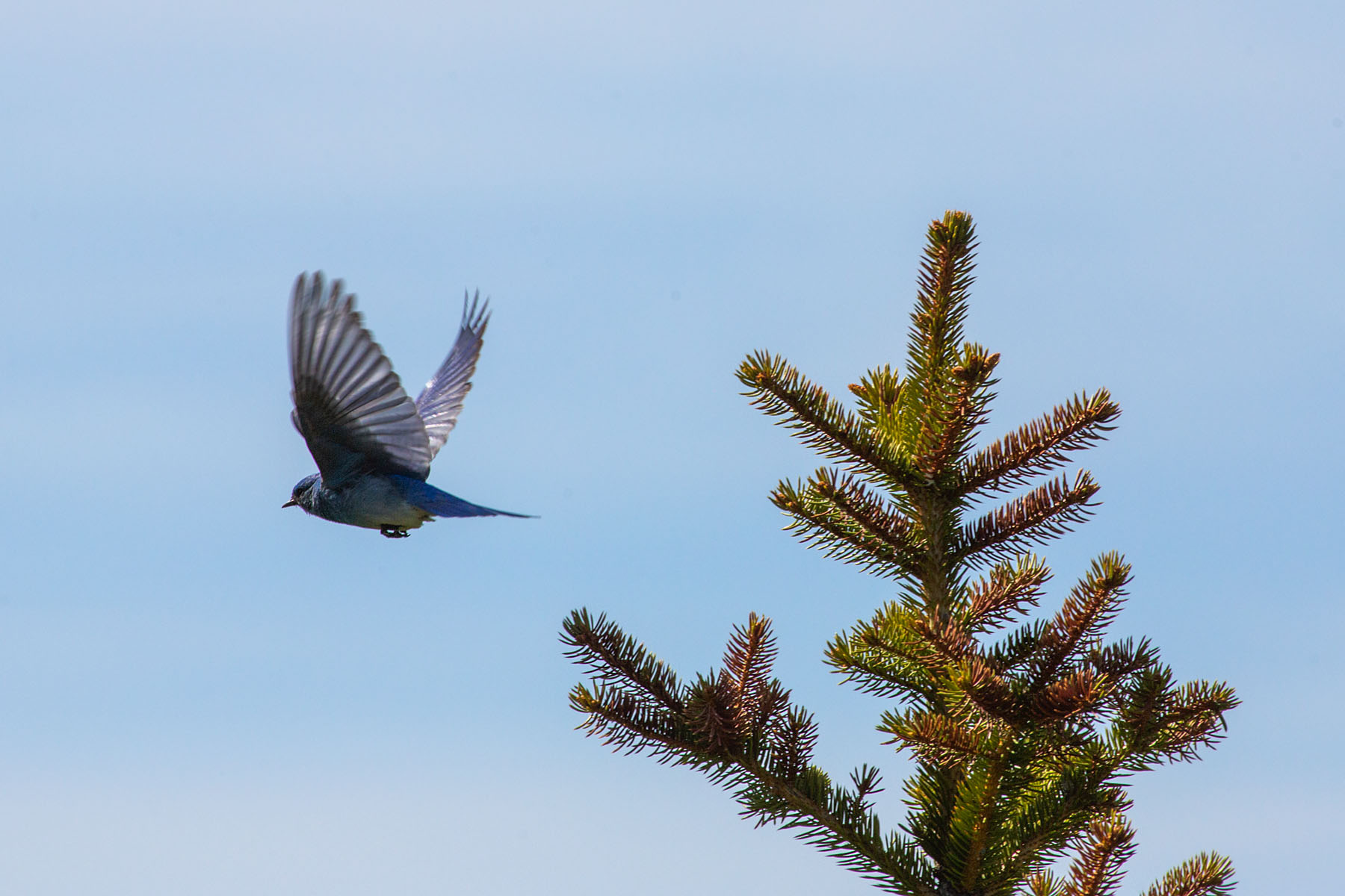 Bluebird in flight.  Click for next photo.