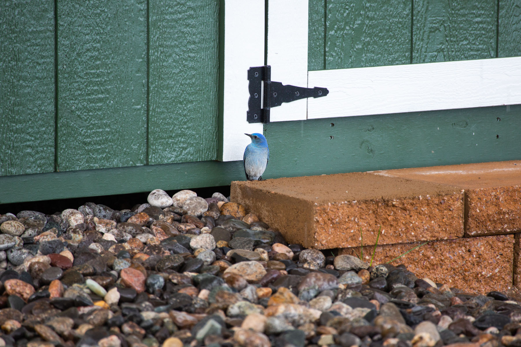 Bluebird takes shelter from the rain.  Click for next photo.